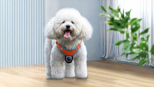 Why a Pet Tracker Collar Is the Ultimate Gift for Pet Lovers